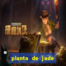 planta de jade significado espiritual